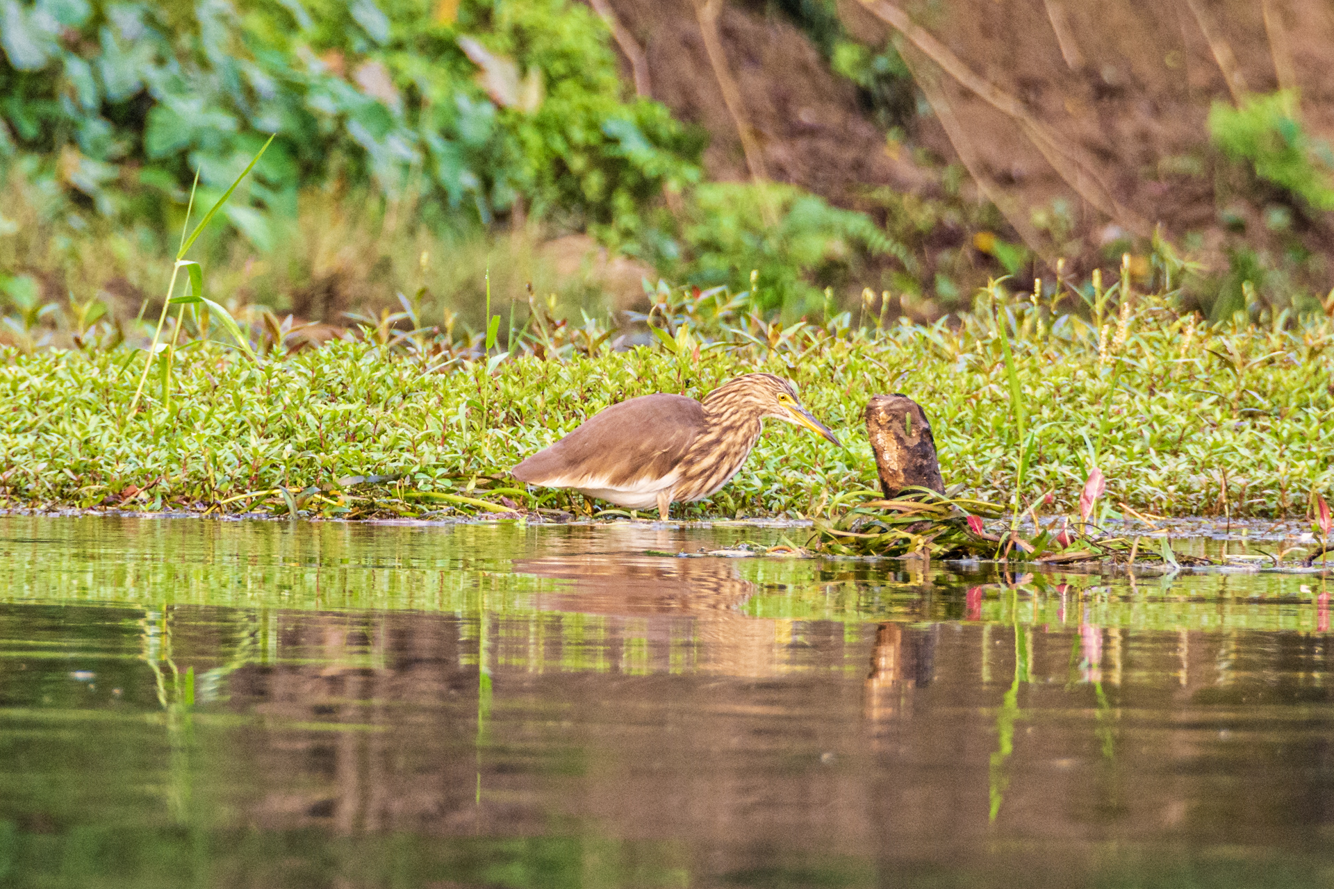Chitwan Rapti River Tour